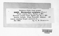 Pezicula carpinea image